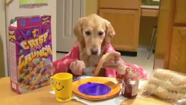 Собака, как человек! Утро - вечер! (Ginger's Late-Night Snac смотреть онлайн