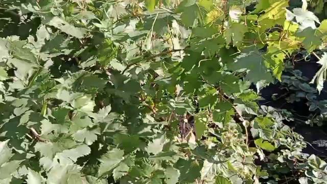 Мой огород в сентябре.Спеют сливы,виноград,малина. смотреть онлайн
