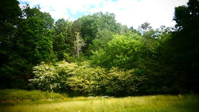 Продолжение . Странствующий американский дрозд. смотреть онлайн