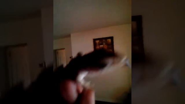 RGKandR: Savannah Monitor and Ball Pythons смотреть онлайн