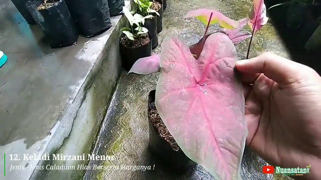 25 Jenis Keladi Hias Viral berserta Harganya !! смотреть онлайн