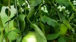 ЛУЧШИЙ СОРТ ТОМАТА  ДЛЯ ПОДМОСКОВЬЯ: СЕРДЦЕ СИБИРИ!!!