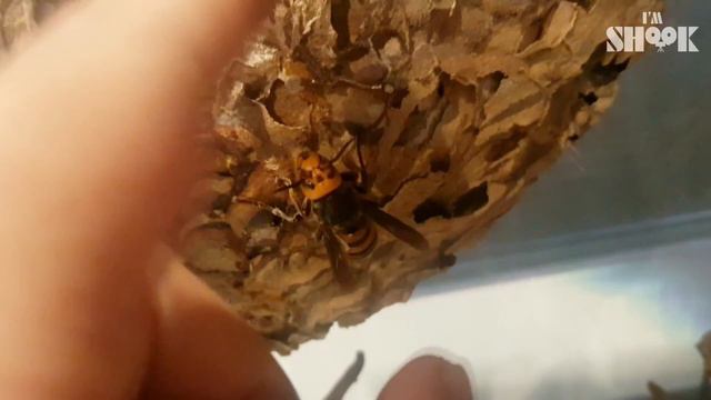 Life-Threatening Wasp Becomes Adorable on His Hands смотреть онлайн