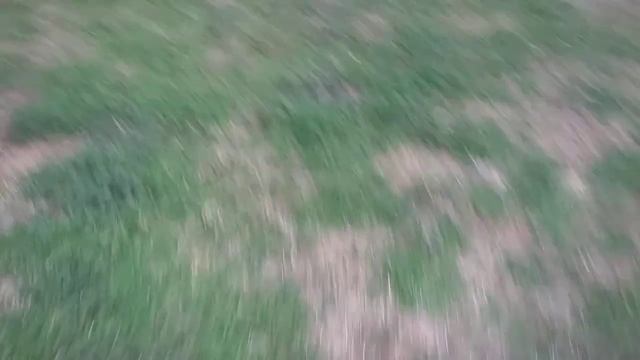 Kids:learning about clathrus rubber facts and fun with specialist puppy hadstraw! смотреть онлайн