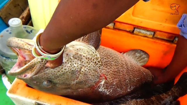 GOLIATH GROUPER FISH CATCHING AT KASIMEDU FISHING HARBOUR смотреть онлайн