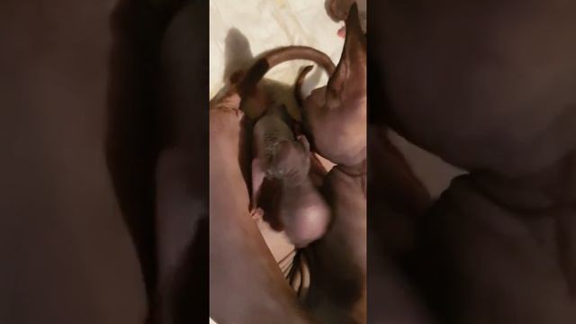 Роды сфинкса смотреть онлайн