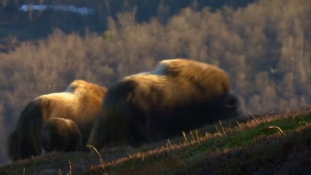 Как выжить в -60 °С Гигант Арктики ПЕРЕЖИЛ Ледниковый период! - Овцебык смотреть онлайн