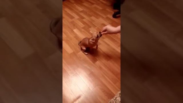 Анита чихуахуа даёт лапу смотреть онлайн