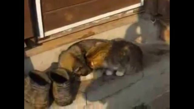 Очень смешные животные? Что они вытворяют? смотреть онлайн