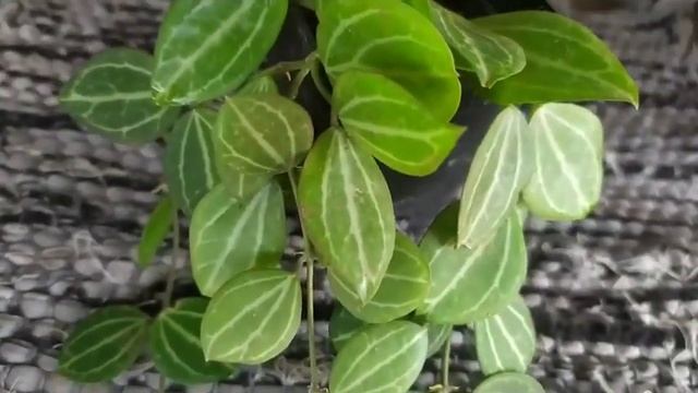 Dischidia Ovata/ Watermelon Dischidia/ general care смотреть онлайн