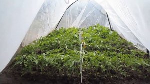 РАННИЙ УРОЖАЙ ОГУРЦОВ!!! /Рассада огурцов — когда и как сажать/выращивать в парнике