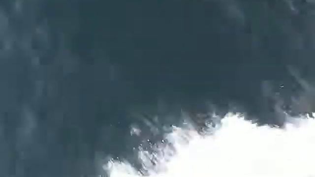 Опасные игры дельфинов смотреть онлайн