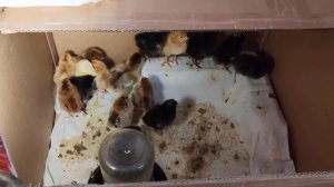 МОЙ ПЕРВЫЙ ОПЫТ РАБОТЫ С ИНКУБАТОРОМ "НЕСУШКА"на 77 яиц.