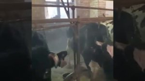 Продажа молочной породы КРС. Ярославская порода на привязном содержании.