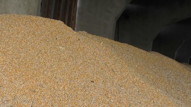 Царица полей. Ульяновская область вышла в лидеры Поволжья по урожайности кукурузы смотреть онлайн