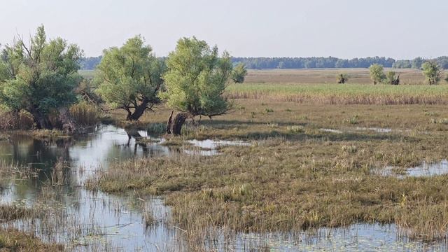 4k Croatia - Park prirode Kopački Rit смотреть онлайн
