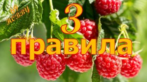 ЧТО нужно сделать с малиной во время и после цветения!