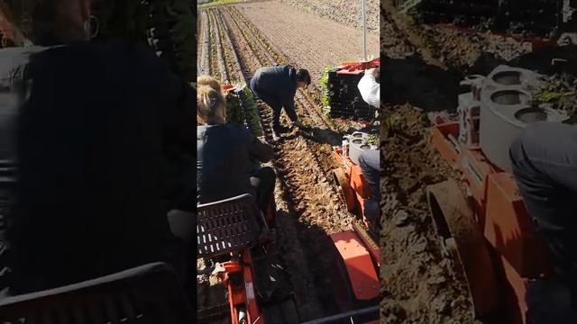 Посадка капусты смотреть онлайн