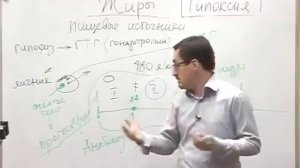 Физиология женского репродуктивного поведения. Лекция Заболотного К. Б.