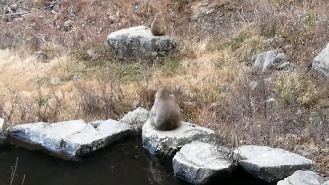 RANDOM VLOGS 03: Japan Trip: Jigokudani Monkey Park + Apple Picking at Shinshu Fruitland смотреть онлайн