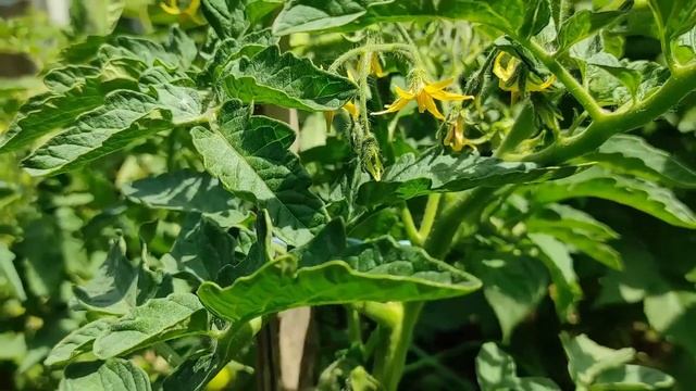 Подкормка томатов, перцев которая не даст заболеть вершинной гнилью. смотреть онлайн