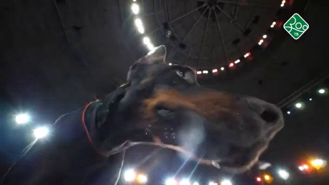 Анонс. Канал Зоо ТВ. Четвероногие артисты. смотреть онлайн