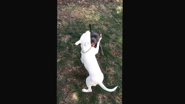 Staffordshire Bull Terrier vs Miniature Bull Terrier. смотреть онлайн
