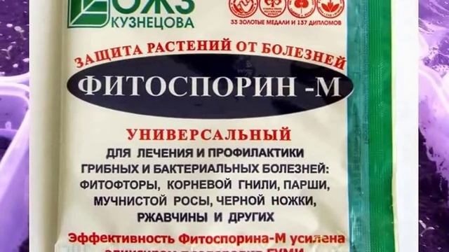 Как сохранить сеянцы. Уход за рассадой смотреть онлайн