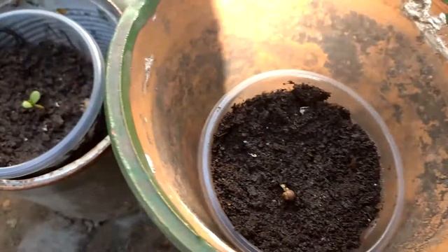 Auto Opium fem 4 дня от семки (F1 Seeds и Divine Seeds) смотреть онлайн