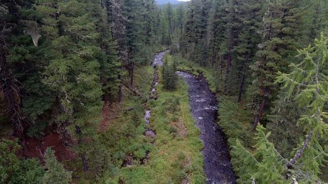 Дикая тайга Забайкалья.Wild Taiga Of Transbaikalia.