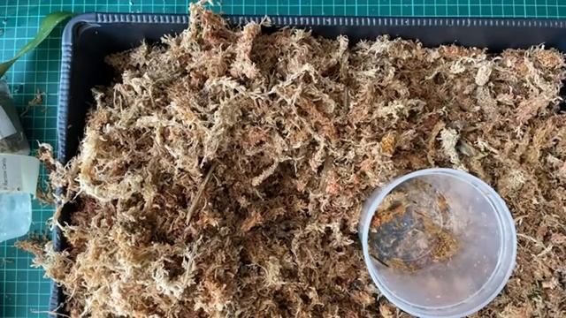 Пересадка орхидей смотреть онлайн