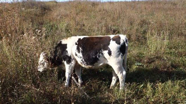 Продал бычков. Цены. Что выгоднее брать на доращивание или откорм с маленького возраста? смотреть онлайн