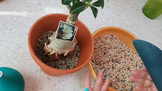 Пересадка адениума в новый грунт, аналог лечузы- пон.? Цветущие каттлеи??? смотреть онлайн
