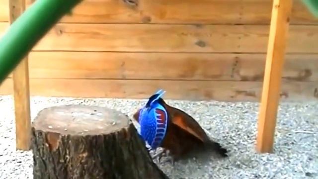 Temminck's tragopan (Tragopan temminckii) | male | dance | display смотреть онлайн