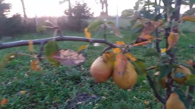 Калининградский сад. Груша Любимица Яковлева. смотреть онлайн