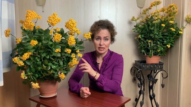 КАЛАНХОЭ не цветет. КАЛАНХОЭ уход. КАЛАНХОЕ