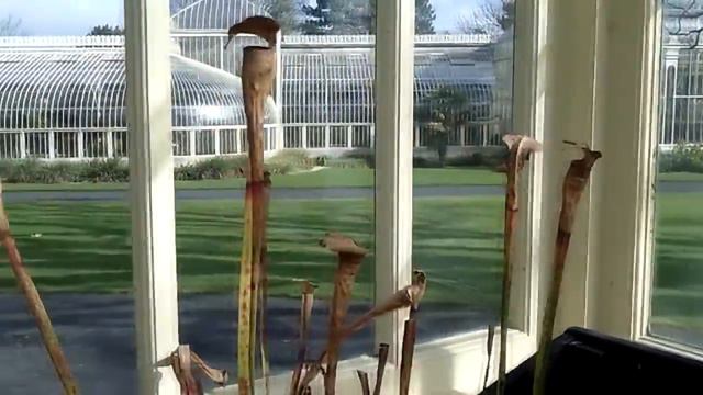 Pinguicula Carnivorous plants 'butterworts' in beautiful lilac flower at Dublin Botanic Gardens смотреть онлайн