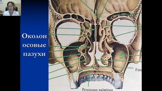 Оториноларингология №3 "АФО носа и придаточных пазух носа" смотреть онлайн