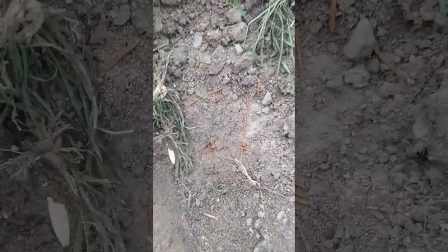 посадка семян клена