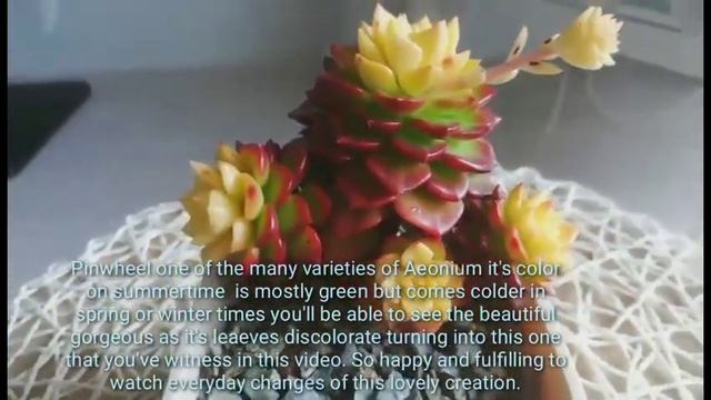 MY FULL BLOOM AEONIUM HAWORTHII WEBB & BERTHEL (PINWHEEL) смотреть онлайн