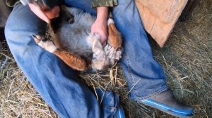 Методическое пособие ОВЦЕВОДАМ, как правильно кастрировать барана.