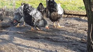 куры Виандот серебро куры Виандот серебряный