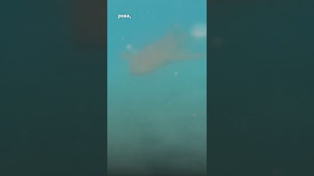 Акула появилась из ниоткуда! #animalshorts смотреть онлайн