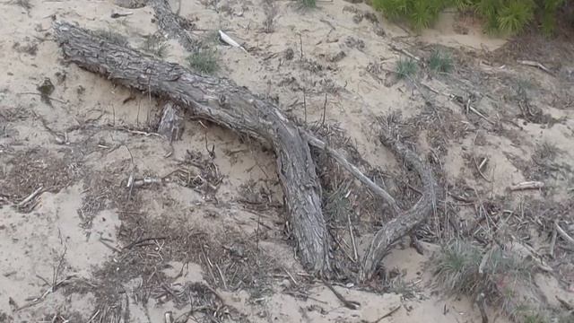 Памятники природы в окрестностях Рязани - Фефелов бор и Логинов хутор смотреть онлайн