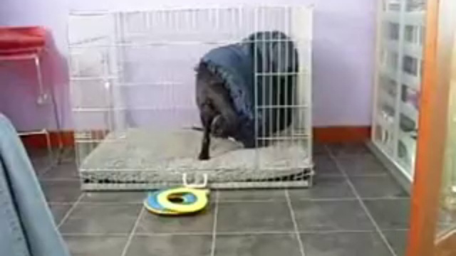 Собака пошла спать