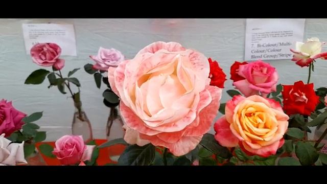 33rd Bengal Rose Show, Kolkata By Bengal Rose Society & Lions Club Of Calcutta North