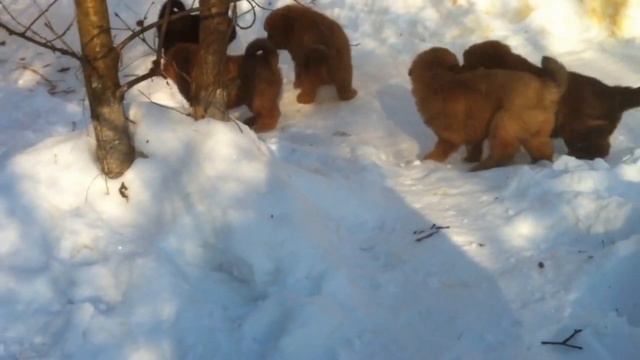 Тибетский мастиф 5 недель 2017 смотреть онлайн