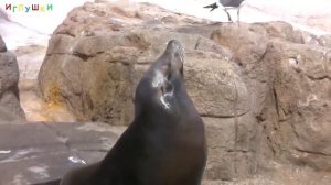 МОРСКИЕ ЖИВОТНЫЕ для ДЕТЕЙ  с ГОЛОСАМИ  Развивающие ВИДЕО про морских животных для детей в HD