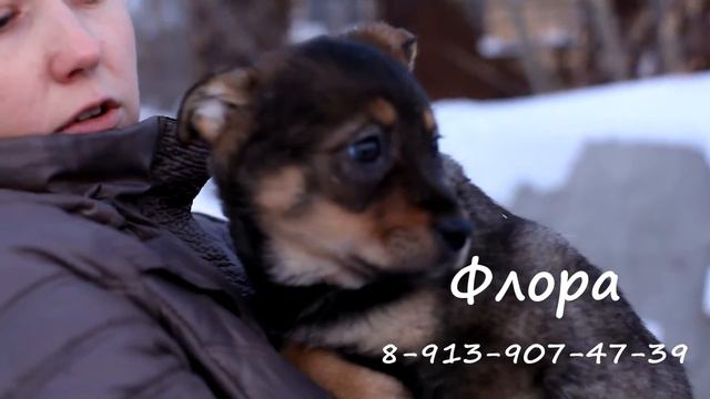 Щенок Флора смотреть онлайн