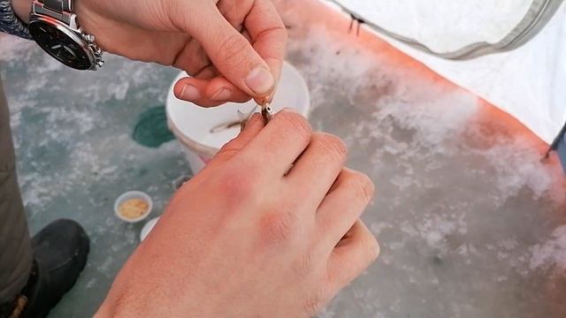 Ловлю писуча. Самая ПРОСТАЯ снасть - ЛОВИТ. Зимняя рыбалка на корюшку. Река Партизанская (Сучан). смотреть онлайн